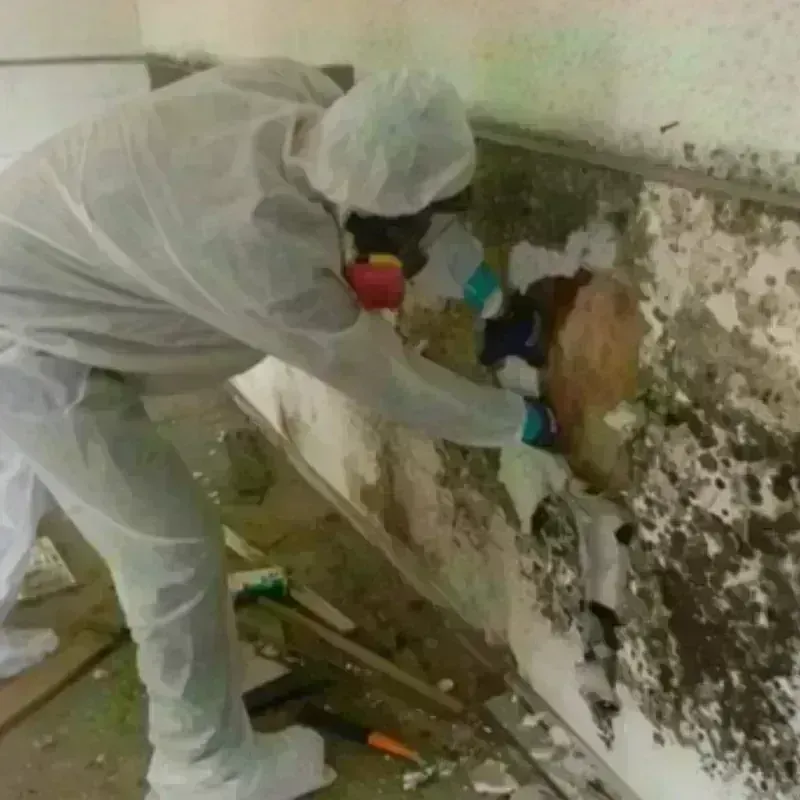 Mold Remediation and Removal in Hampton County, SC